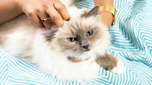 Chat pelucheux ayant la tête frottée