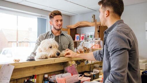 Chien blanc à la recherche sur le comptoir avec le propriétaire et le greffier