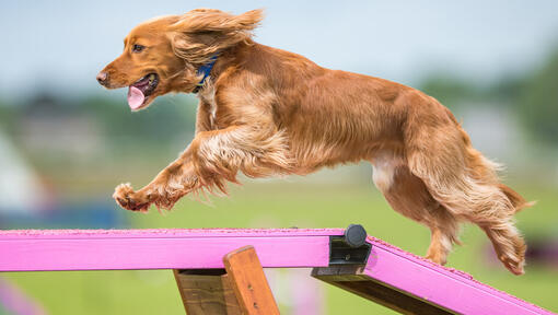 homme et chien courant cross country