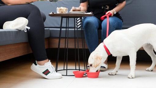 Chiot au café de boire dans un bol sous la table