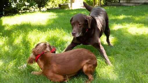 Chiot et chien plus âgé jouant dans le jardin