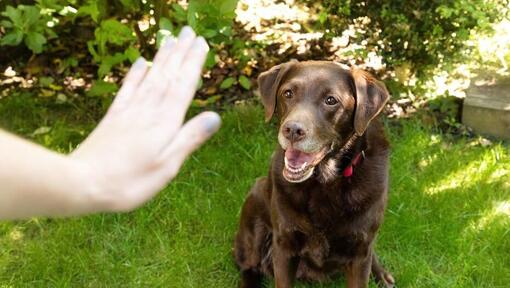 main faisant des gestes devant un labrador plus âgé