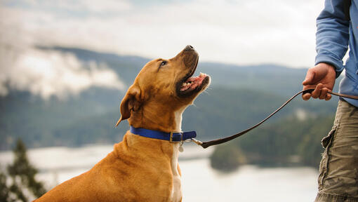 Chien brun en laisse regardant le propriétaire