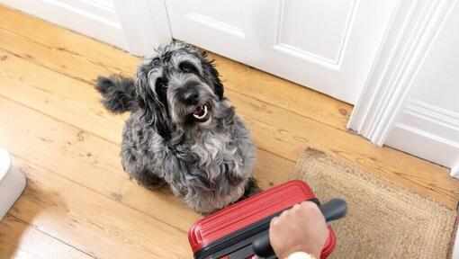 propriétaire tenant une valise rouge alors que le chien est assis