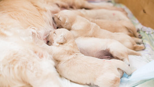 Chiots se nourrissant avec la mère