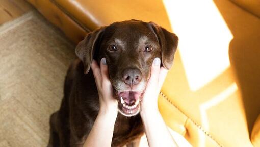 femme tenant le visage de labrado chocolat