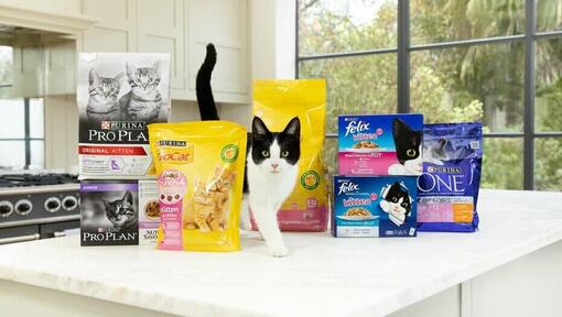 Chat noir et blanc avec des emballages de nourriture pour chats Purina