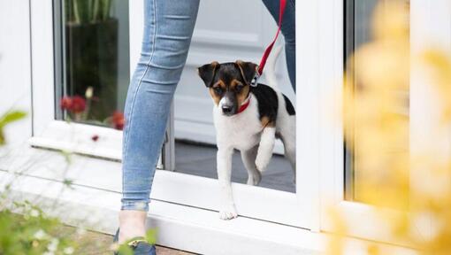 Chiot laissant les vétérinaires en laisse