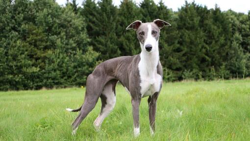 Whippet est sur l'herbe