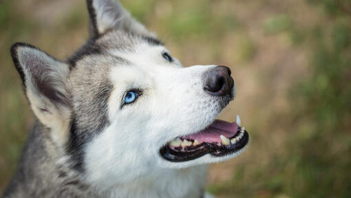 Husky levant la bouche ouverte