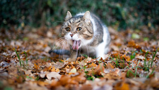 Chat malade