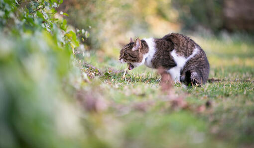 Chat vomissant