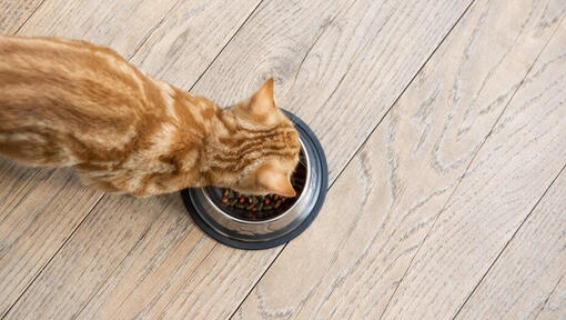 Chaton gingembre mangeant de la nourriture dans un bol