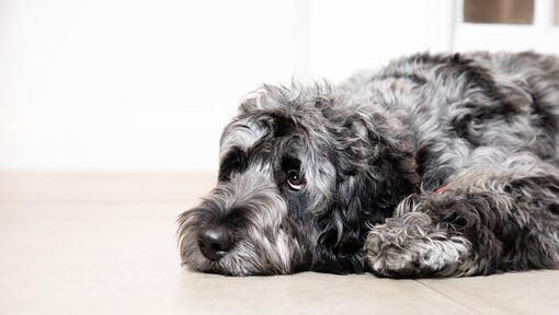 Chien triste allongé sur le sol