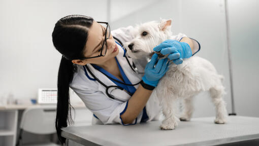 Terrier examiné chez les vétérinaires