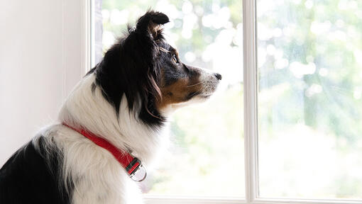 Chien regardant par la fenêtre