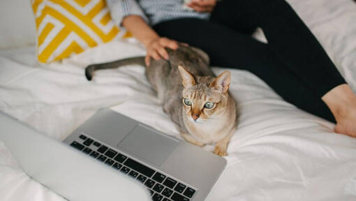 Femme regarde un film sur son ordinateur portable avec son animal de compagnie - chat asiatique