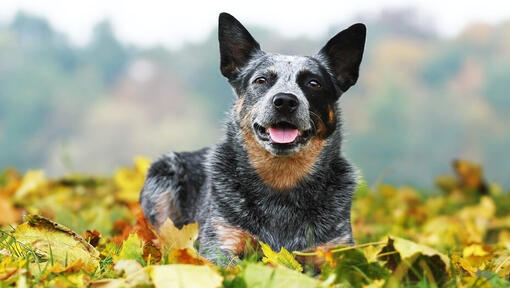 Australian Cattle Dog couché sur l'herbe avec des feuilles