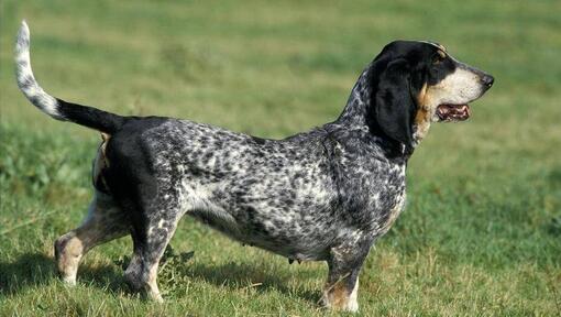 Basset Bleu De Gascogne debout sur le terrain