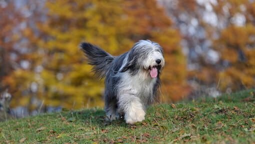 Bearded Collie marchant dans la forêt
