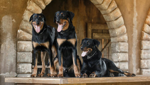 Trois Beaucerons debout