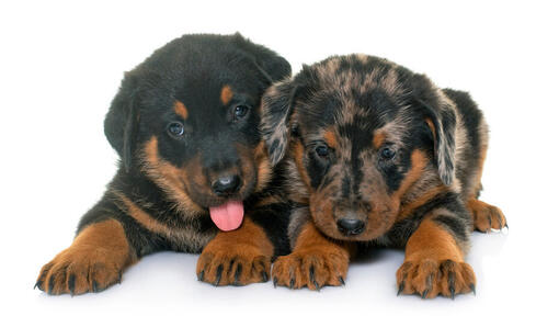 Deux chiots Beauceron