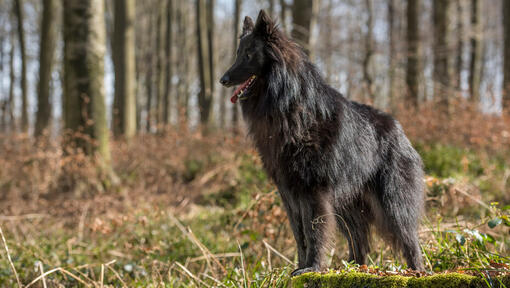 Berger belge Groenendael dans les bois