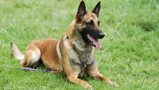 Chien de berger belge Malinois couché sur l'herbe 