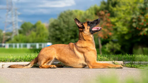 Chien de berger belge Malinois à la recherche