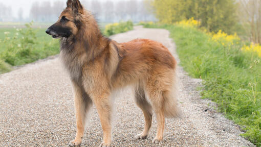 Berger belge Tervueren debout sur la route