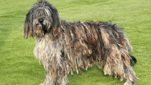 Bergamasco debout sur le terrain en herbe