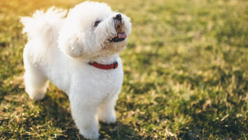 Bichon Frise en levant