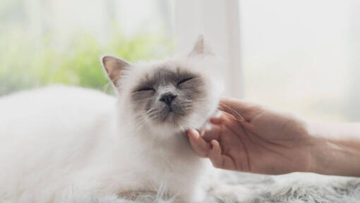 Une femme caresse un chat Birman, allongé sur le rebord de la fenêtre