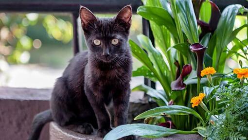 Bombay est debout sur le balcon