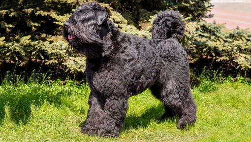 Bouvier Des Flandres debout sur l'herbe