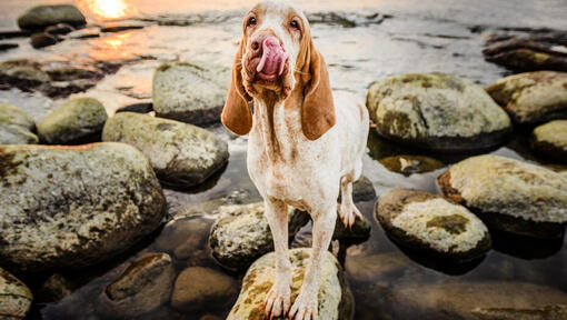 Bracco Italiano debout sur les rochers près de l'eau