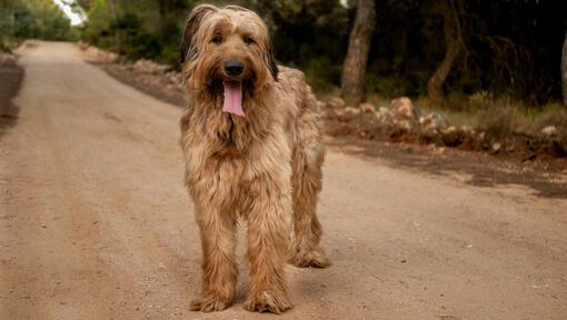 Briard debout sur la route