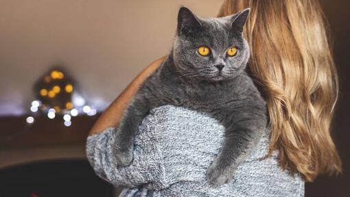 Femme tient son animal de compagnie - chat British Shorthair