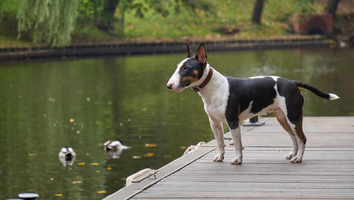 Bull Terrier Miniature debout près de l'eau