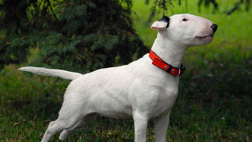 Bull Terrier debout sur l'herbe