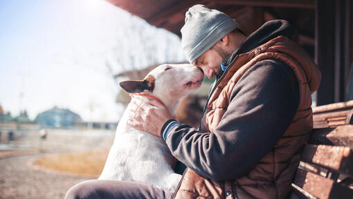 Bull terrier avec le propriétaire