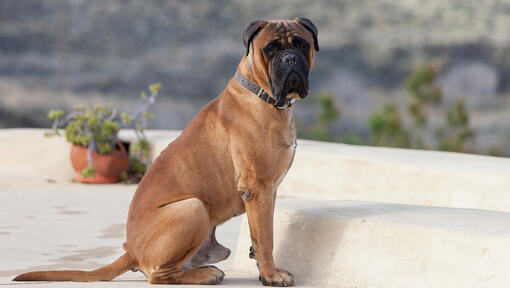 Bullmastiff assis sur la cour