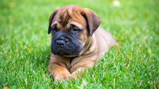 Chiot Bullmastiff couché sur l'herbe