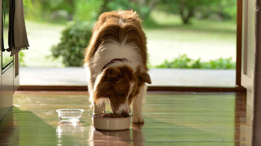 Chien qui mange