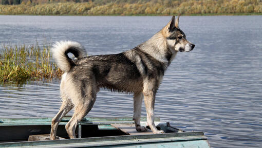 Chien esquimau canadien près de l'eau