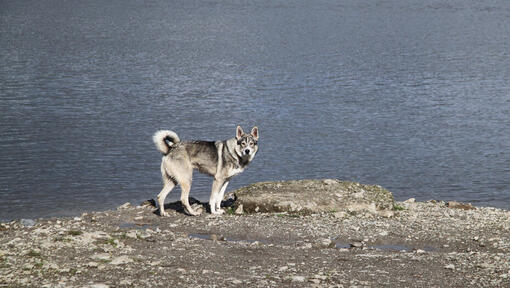 Chien esquimau canadien debout sur la côte