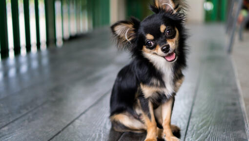 Chiwawa Poil Long Noir