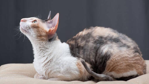 Chat Cornish Rex est allongé sur le canapé