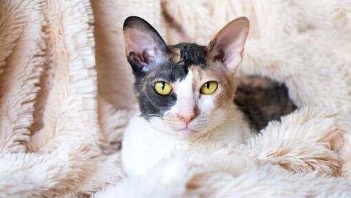 Chat Cornish Rex est allongé sur une couverture