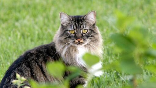 Le chat Cymrics est debout dans le jardin